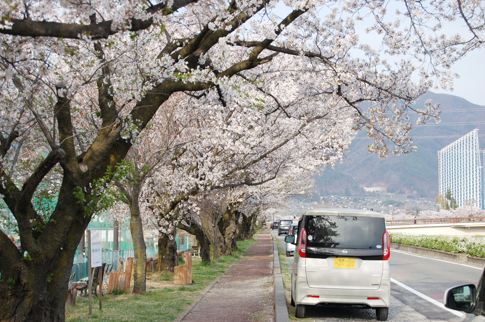 松本市　桜