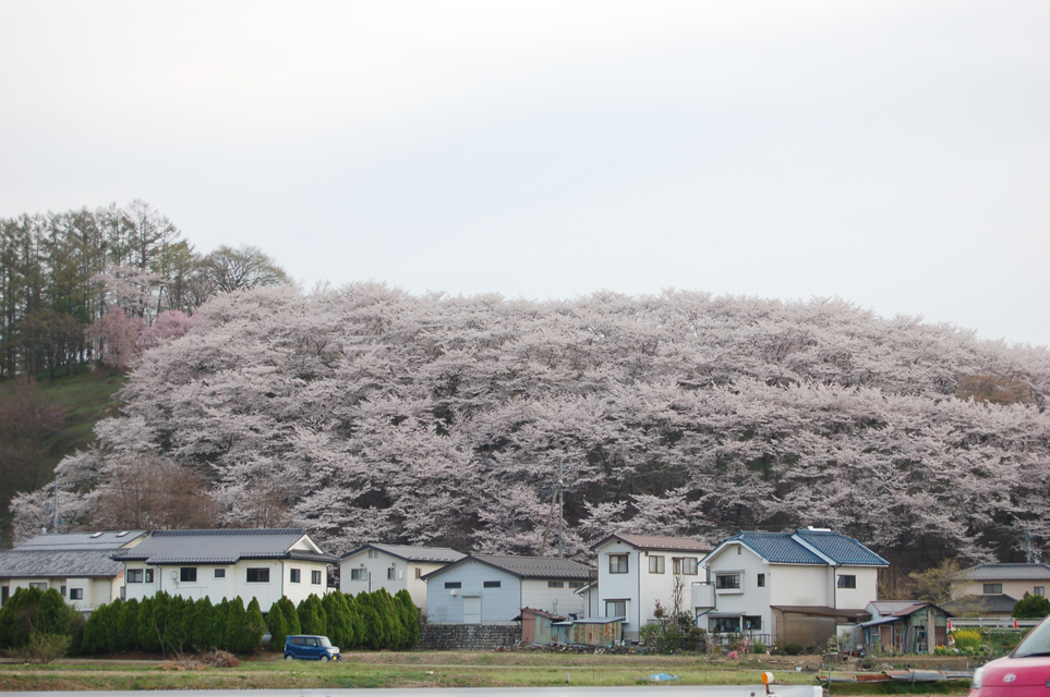松本市　桜
