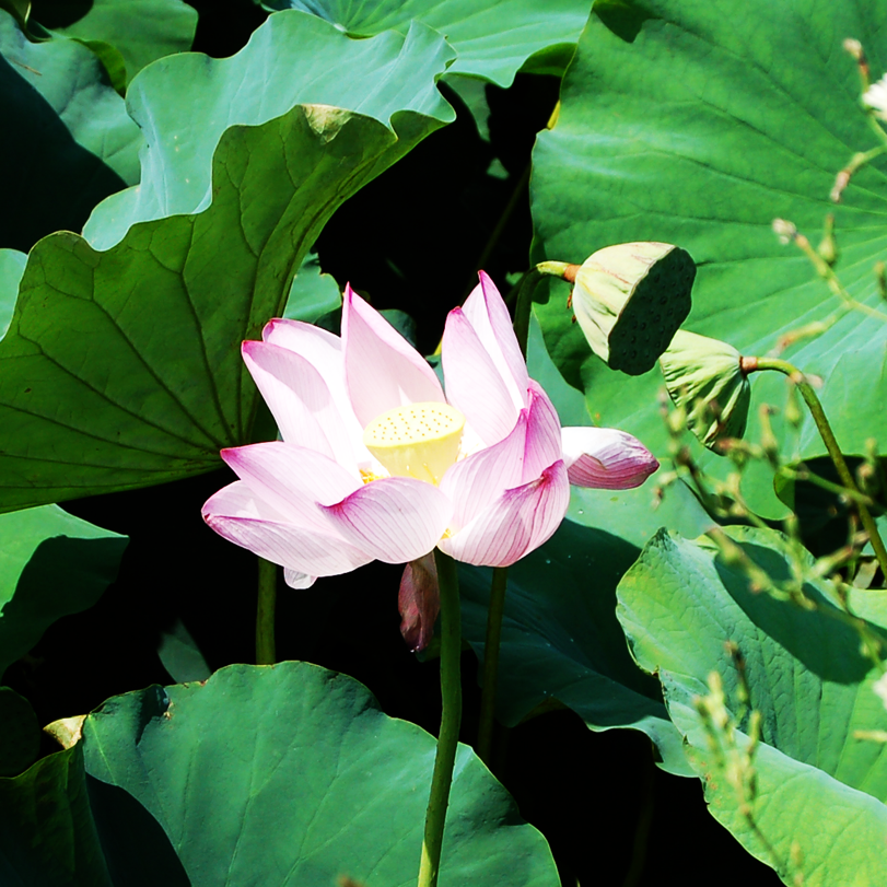 蓮の花